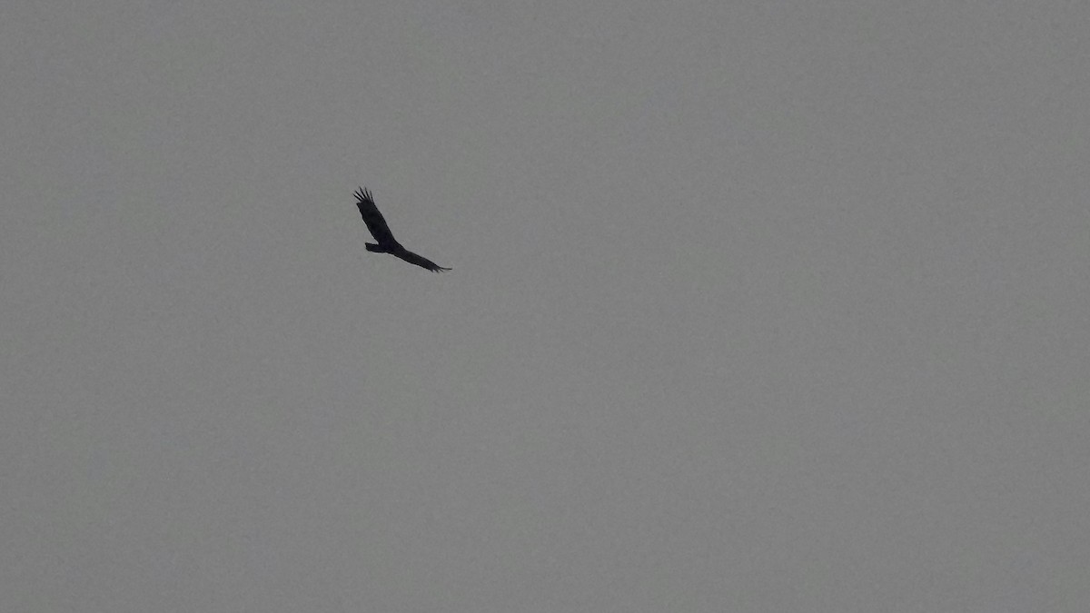 Turkey Vulture - ML647806365