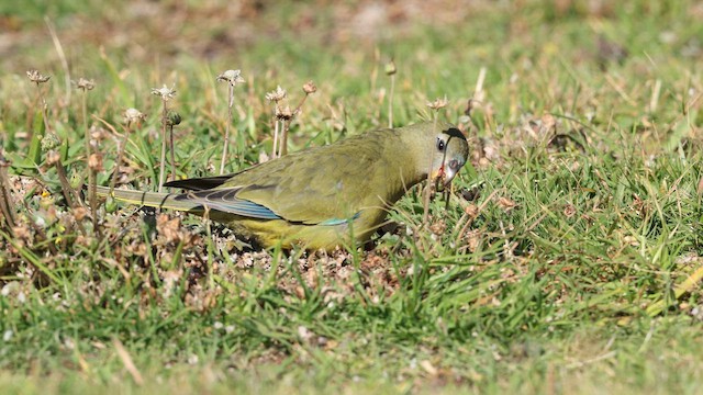 Periquito Roquero - ML647806370