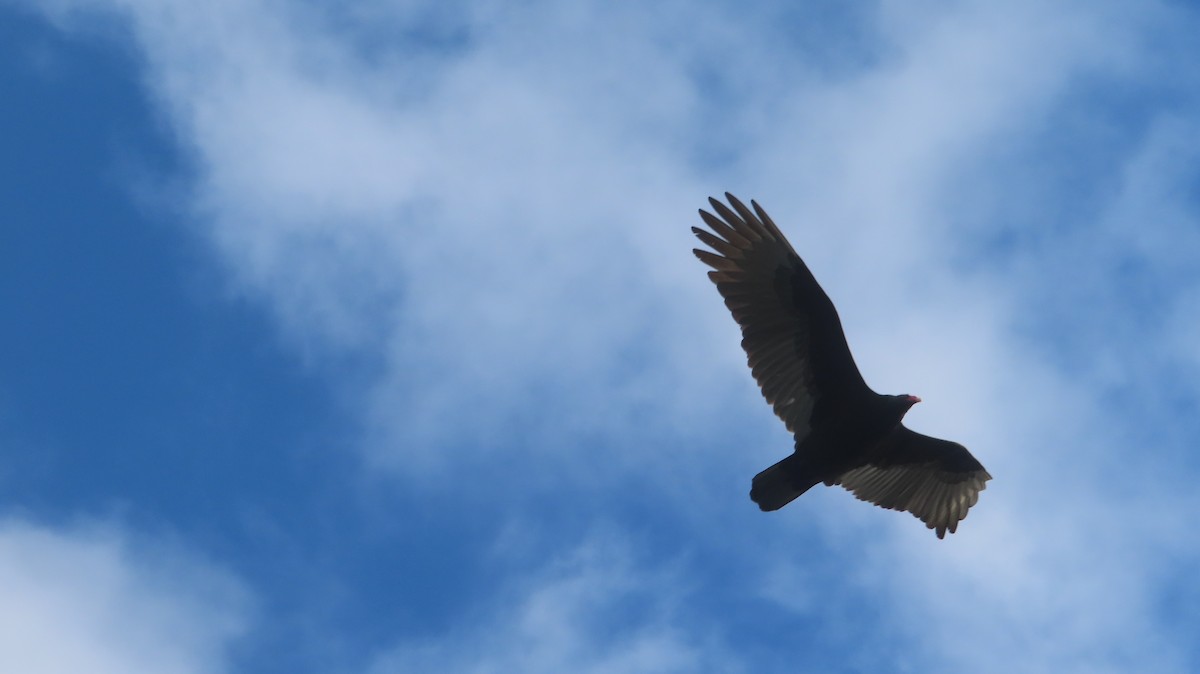 Turkey Vulture - ML647806379