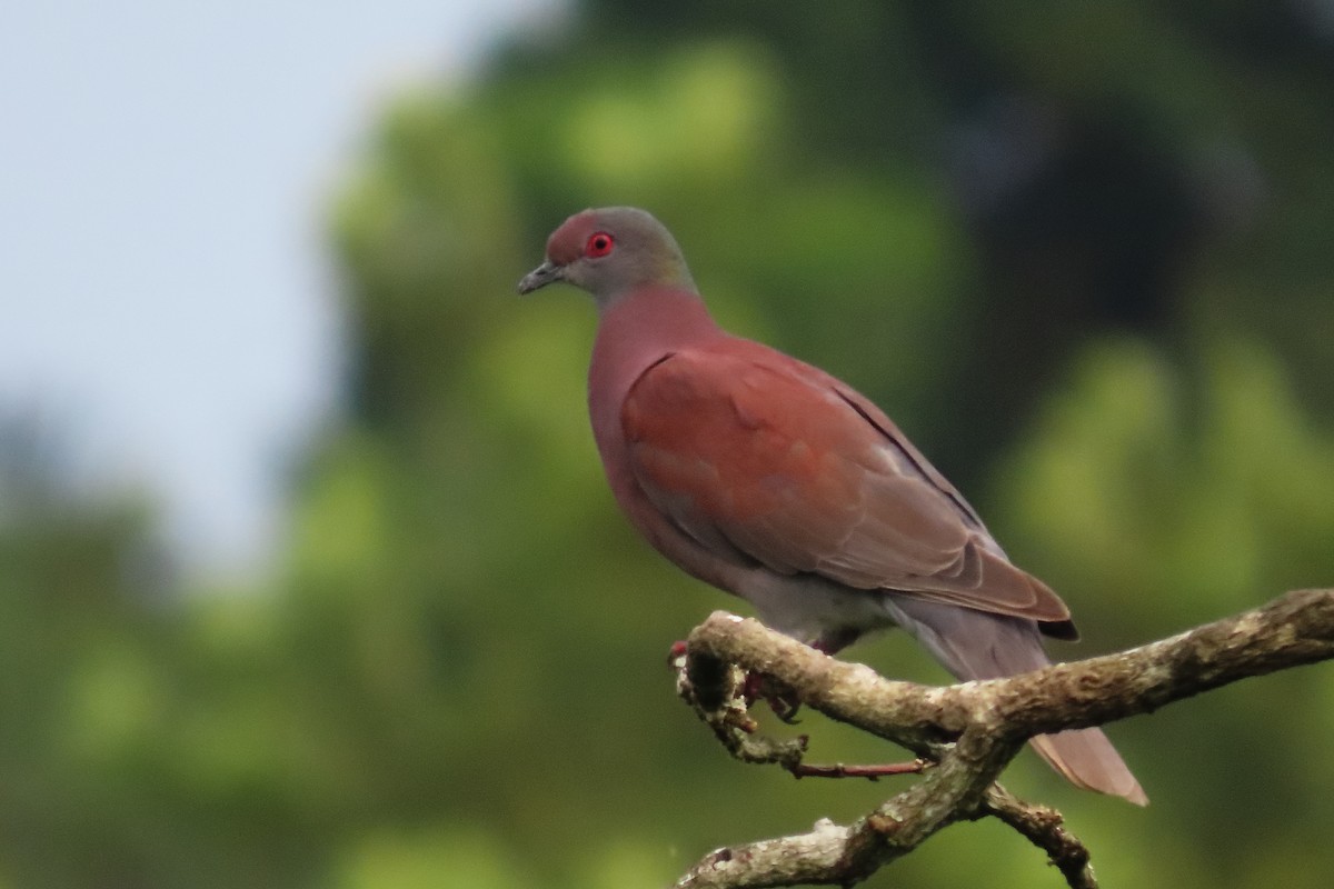 Pale-vented Pigeon - ML647806385