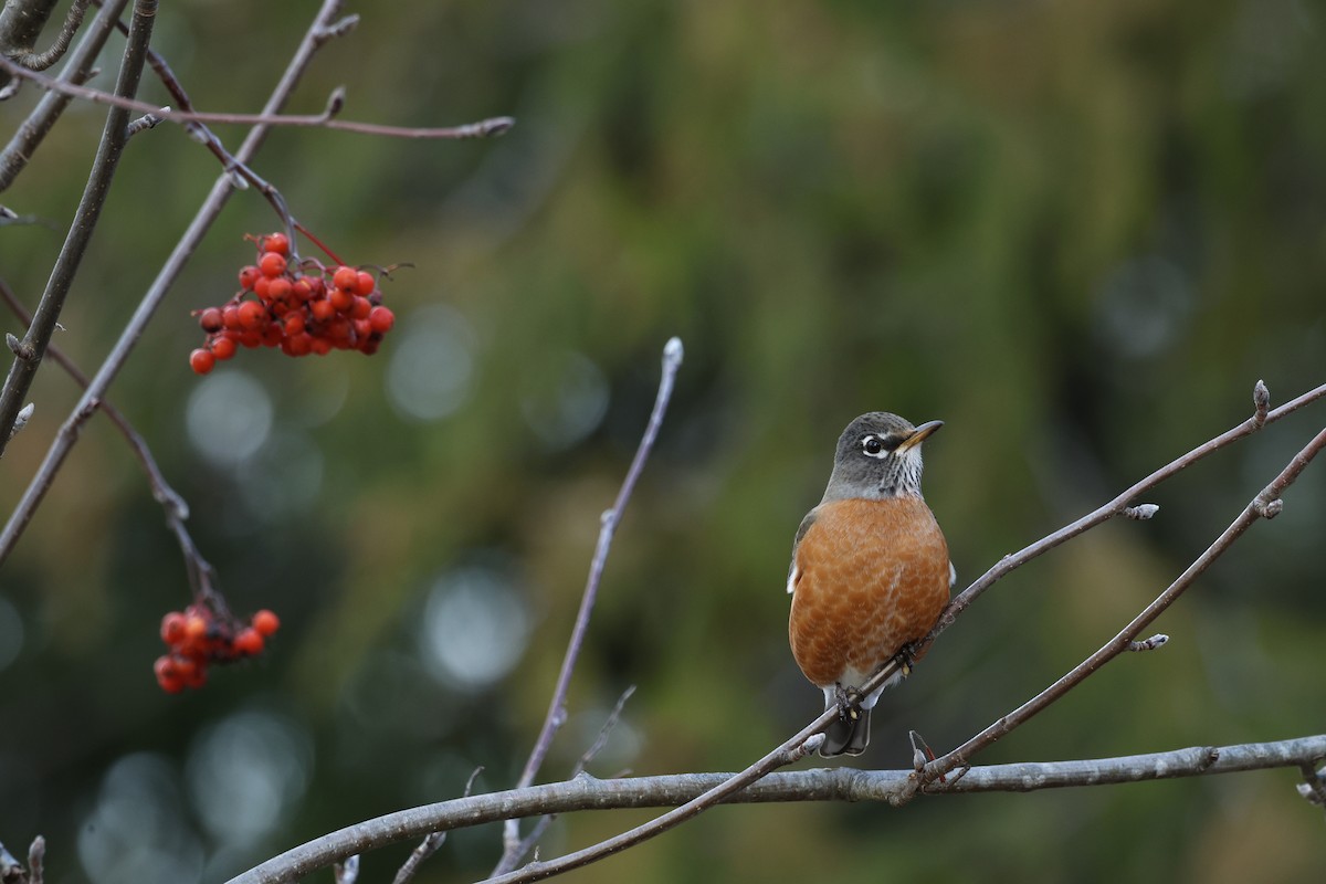 American Robin - ML647806408