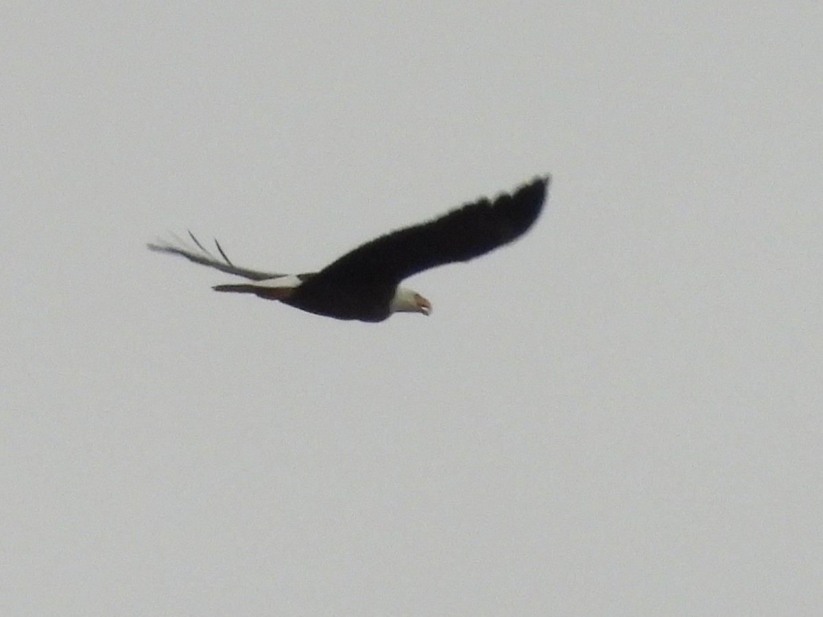 Bald Eagle - ML647806439