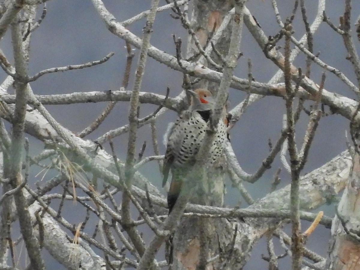 Northern Flicker - ML647806447