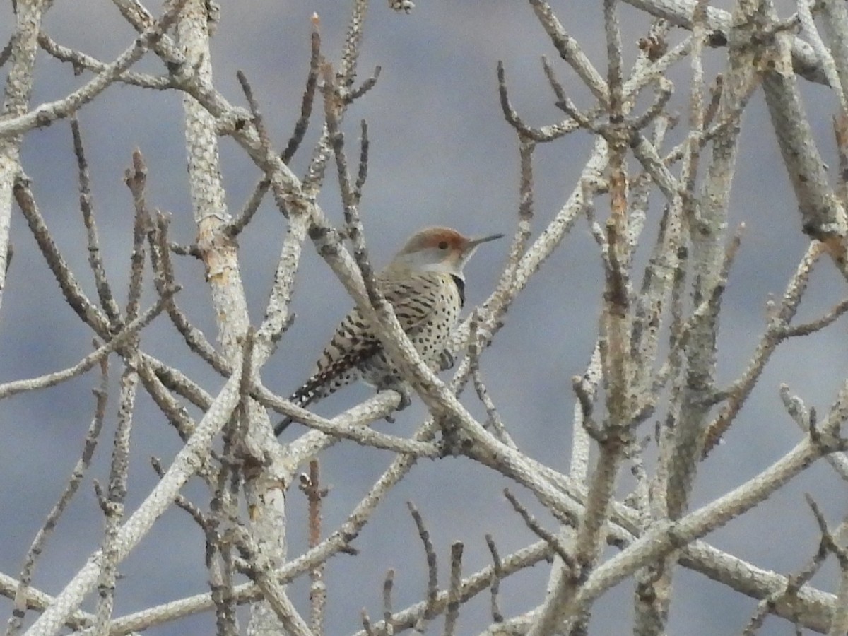 Northern Flicker - ML647806448