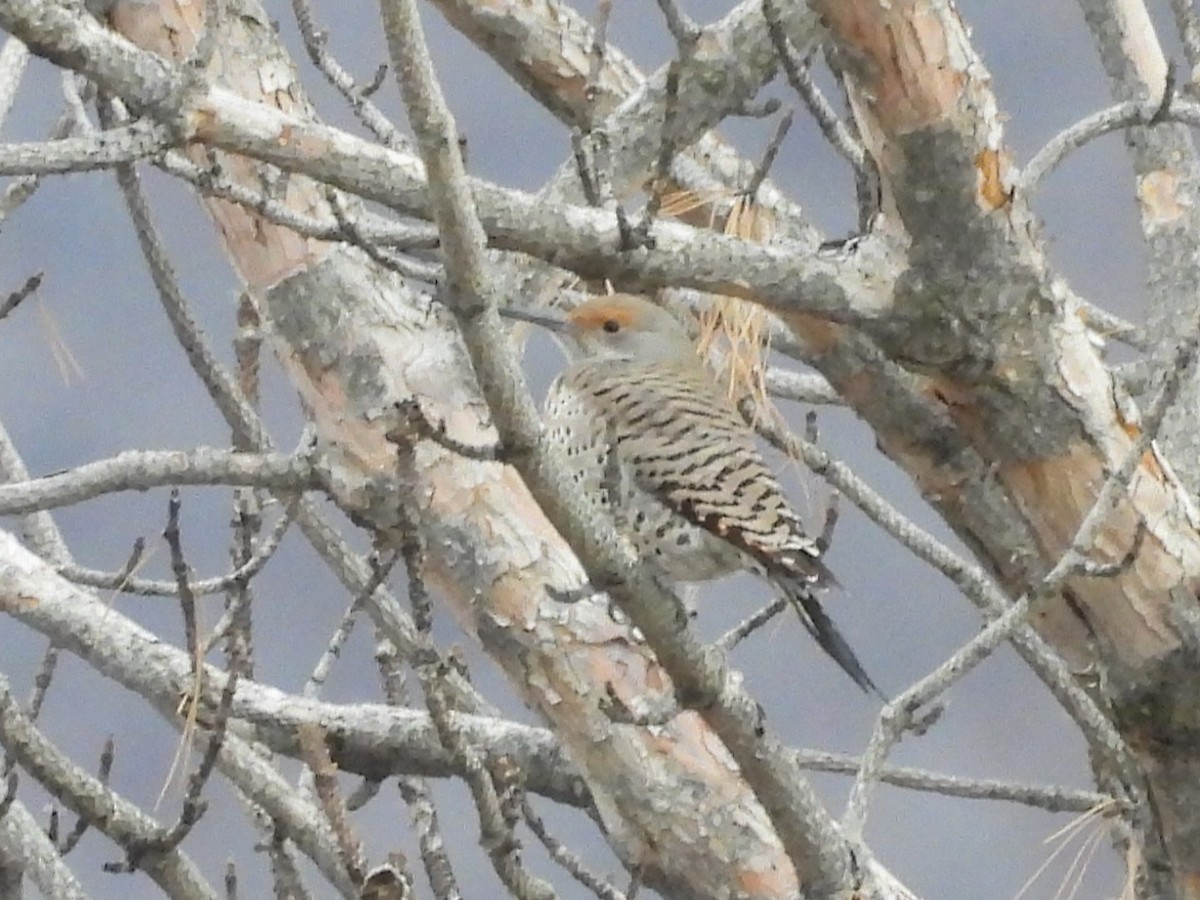 Northern Flicker - ML647806449