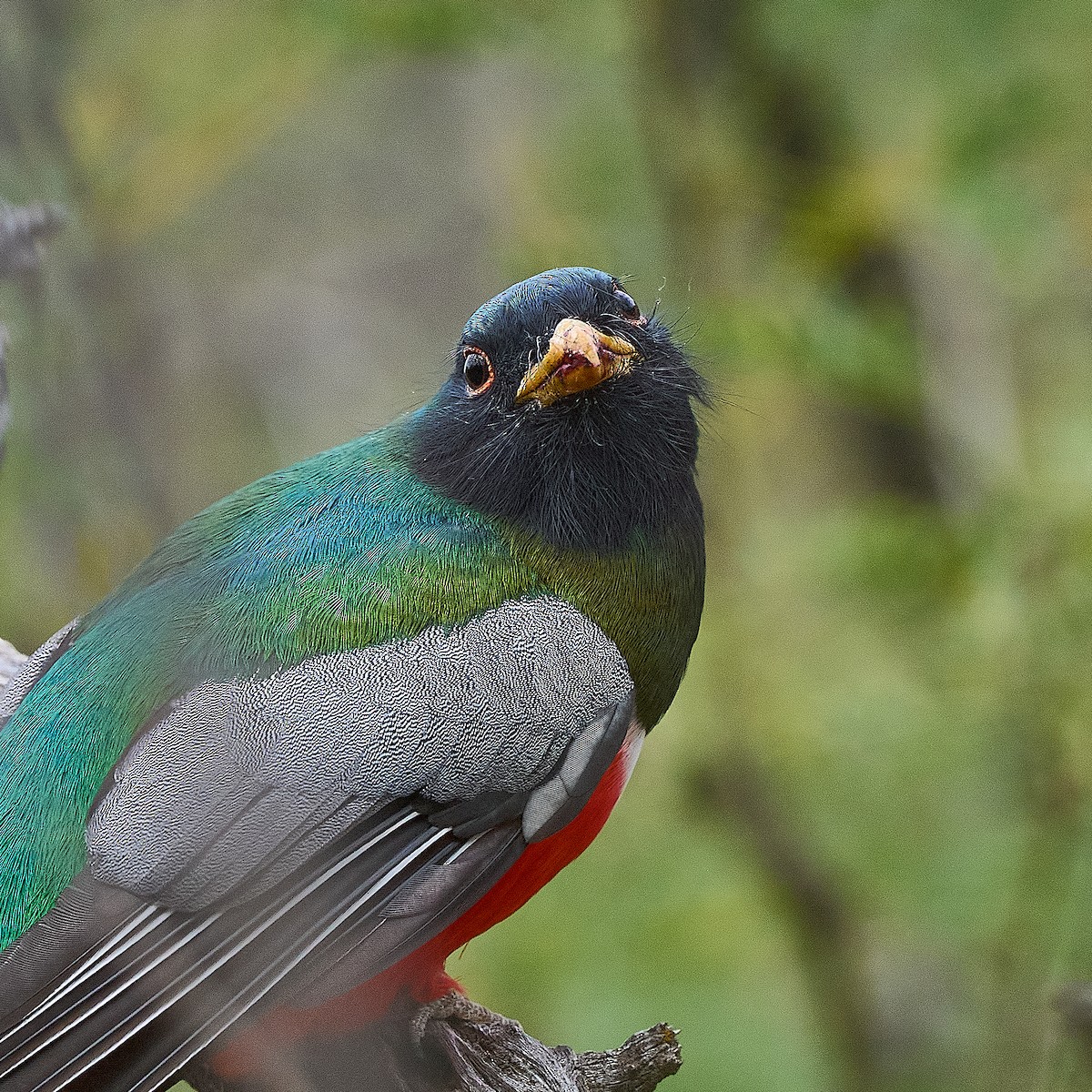 Kupfertrogon - ML647806450