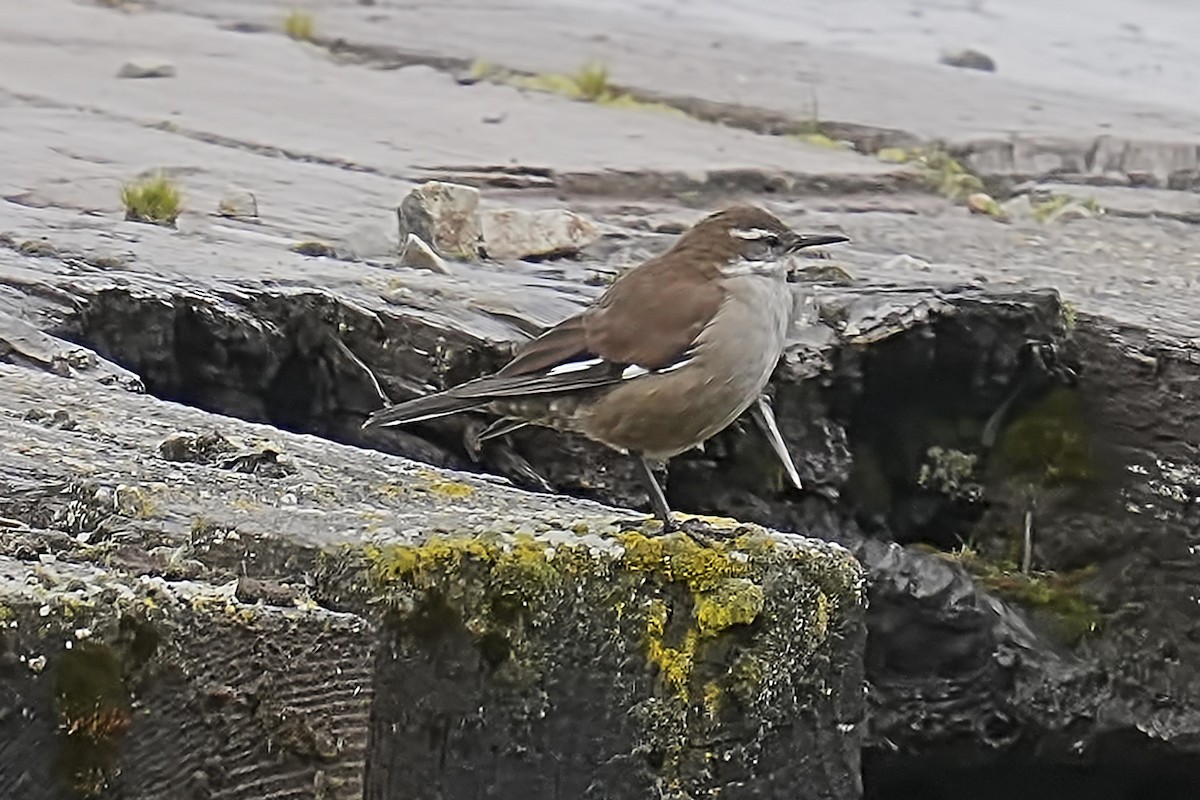 White-winged Cinclodes - ML647806451