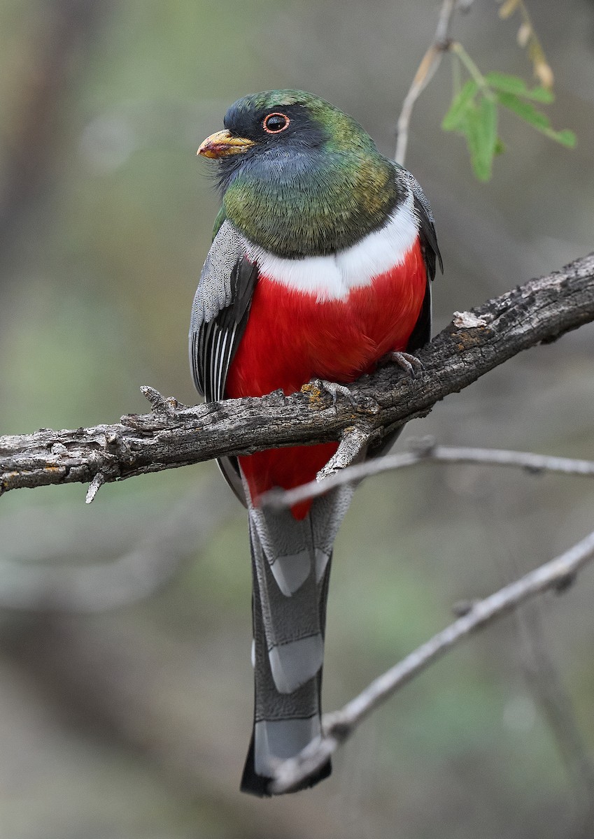 Kupfertrogon - ML647806452