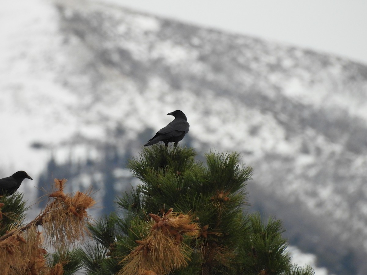 American Crow - ML647806467