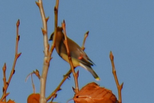 brkoslav americký - ML647806468