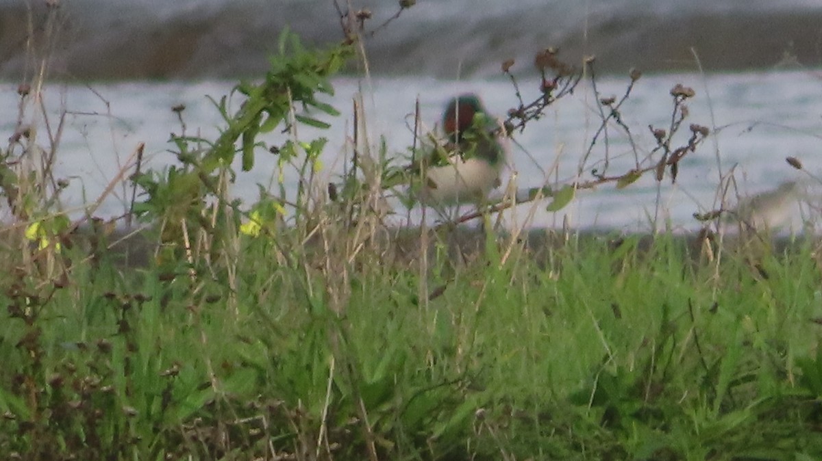 Büyük Elmabaş - ML647806469