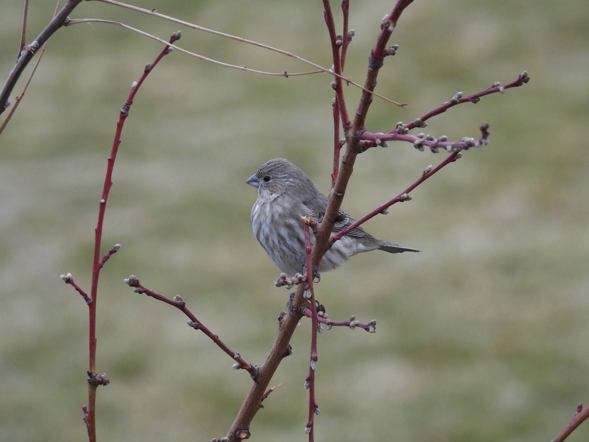 House Finch - ML647806471