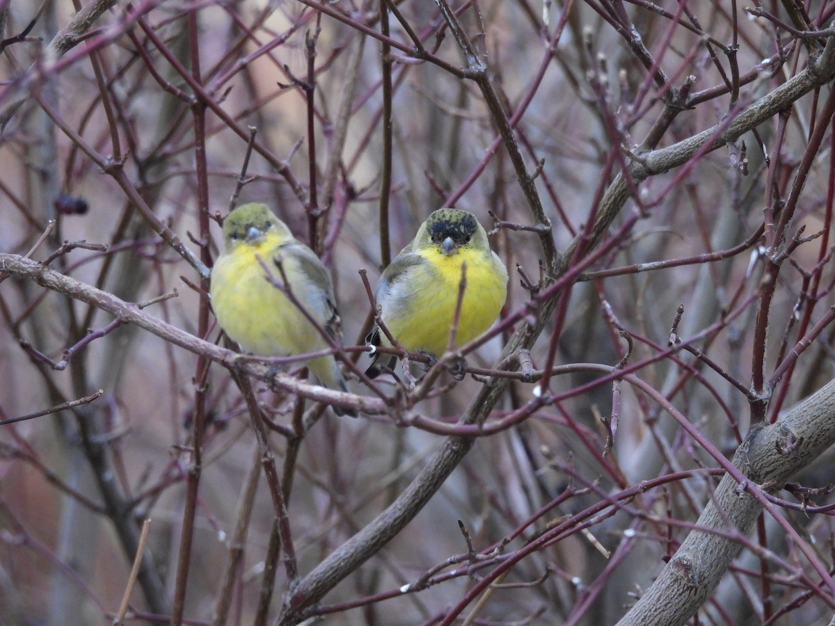 Lesser Goldfinch - ML647806480