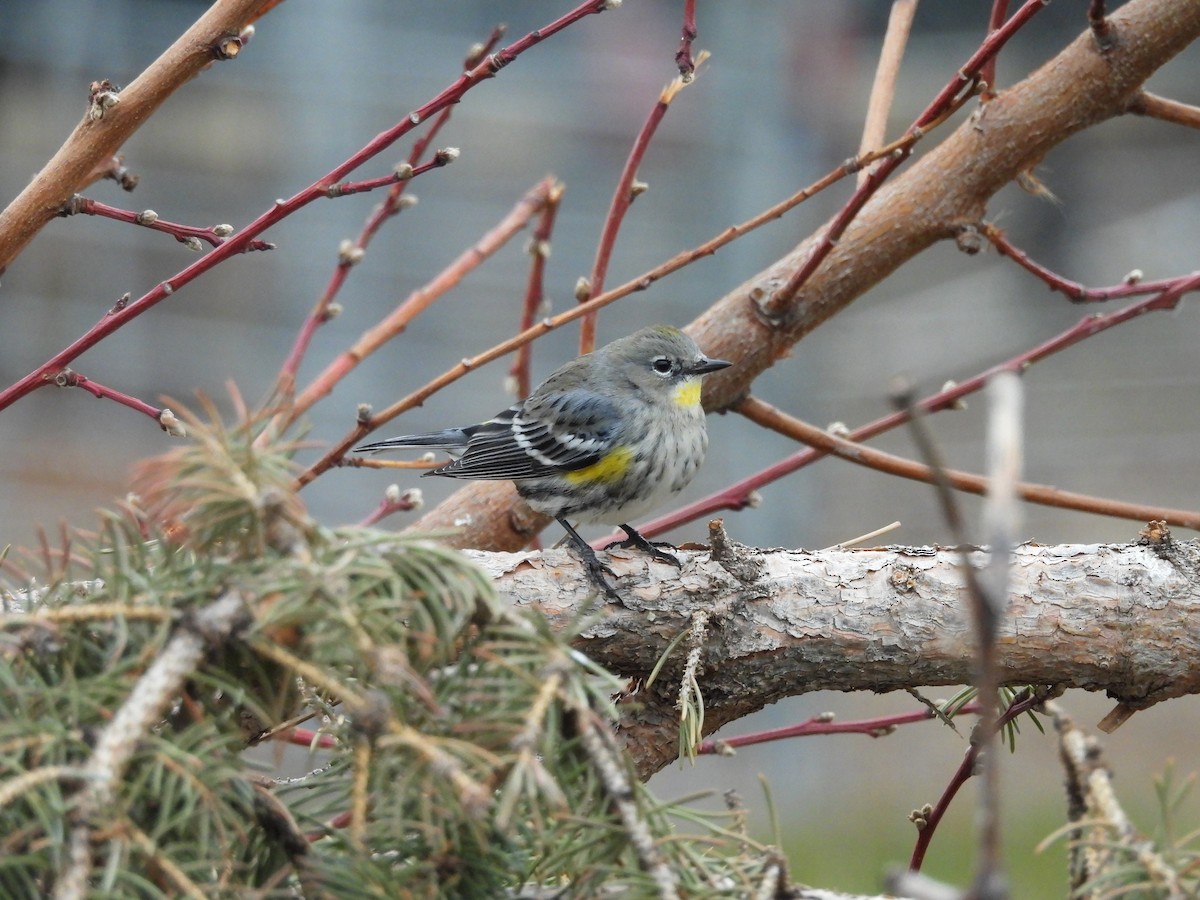 Yellow-rumped Warbler - ML647806485