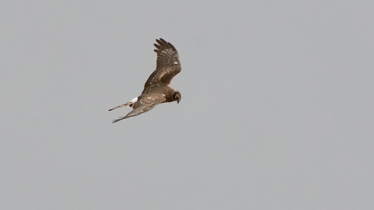 Лунь американський - ML647806506