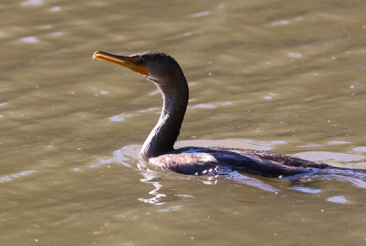 Double-crested Cormorant - ML647806515