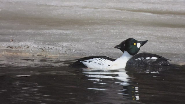 Porrón Osculado - ML647806516