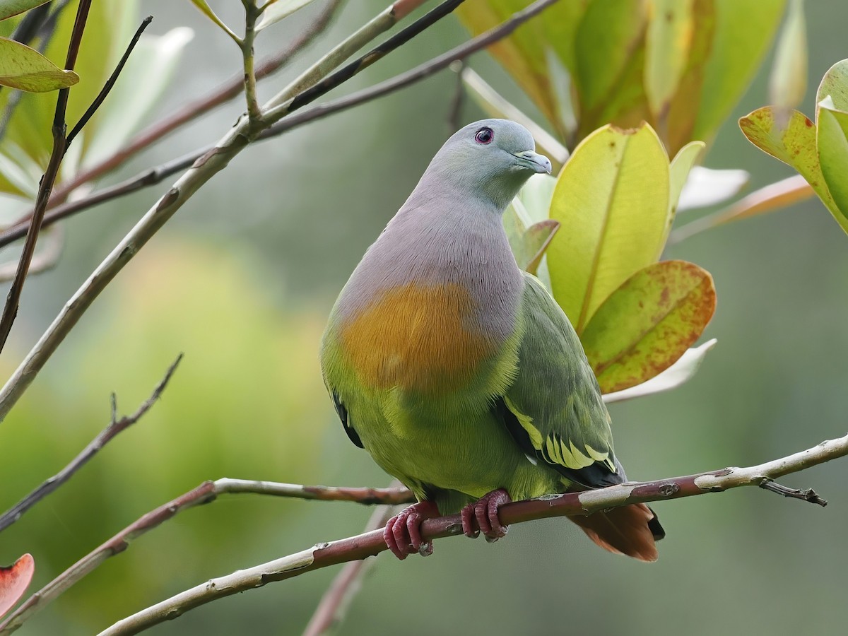 Pink-necked Green-Pigeon - ML647806523