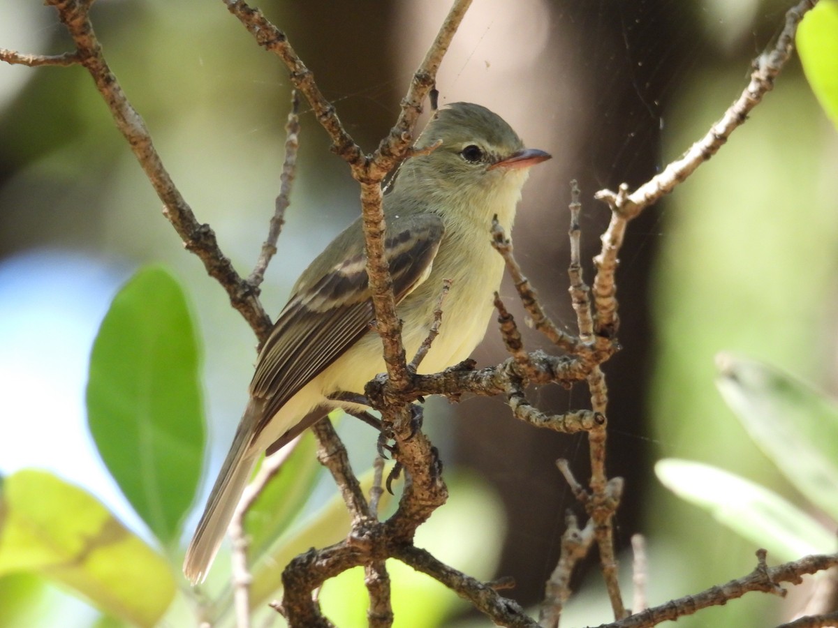 Blasskleintyrann - ML647806525