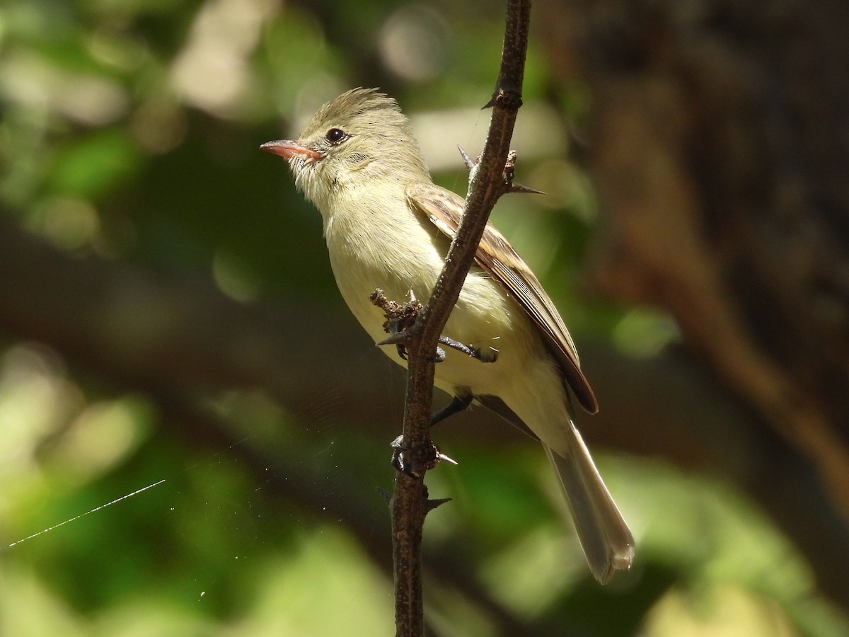 Blasskleintyrann - ML647806526