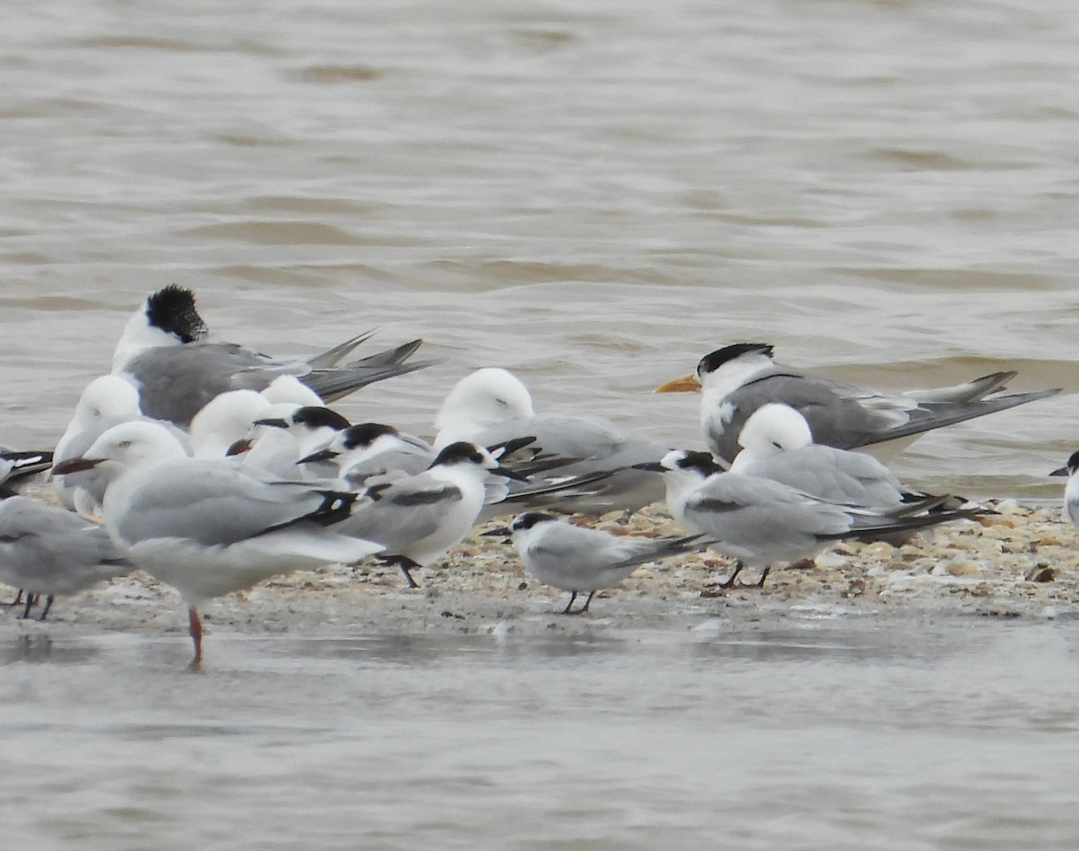 Flussseeschwalbe - ML647806527