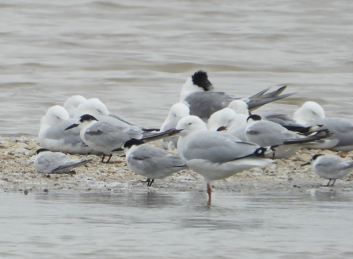 Common Tern - ML647806528
