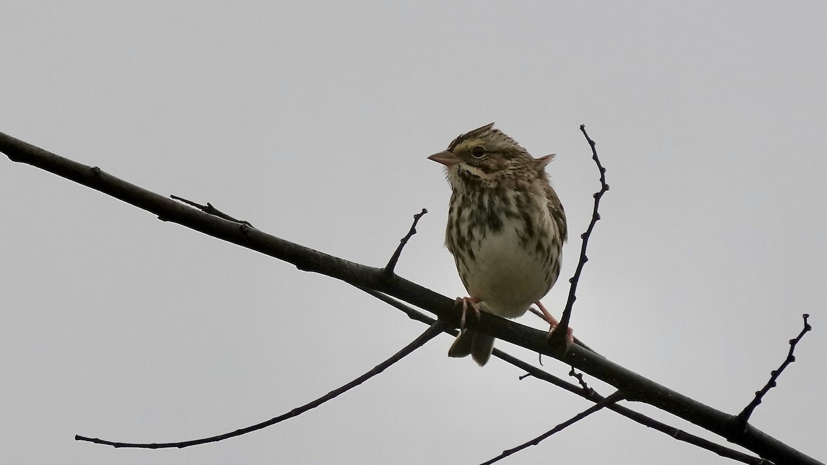 Grasammer - ML647806529