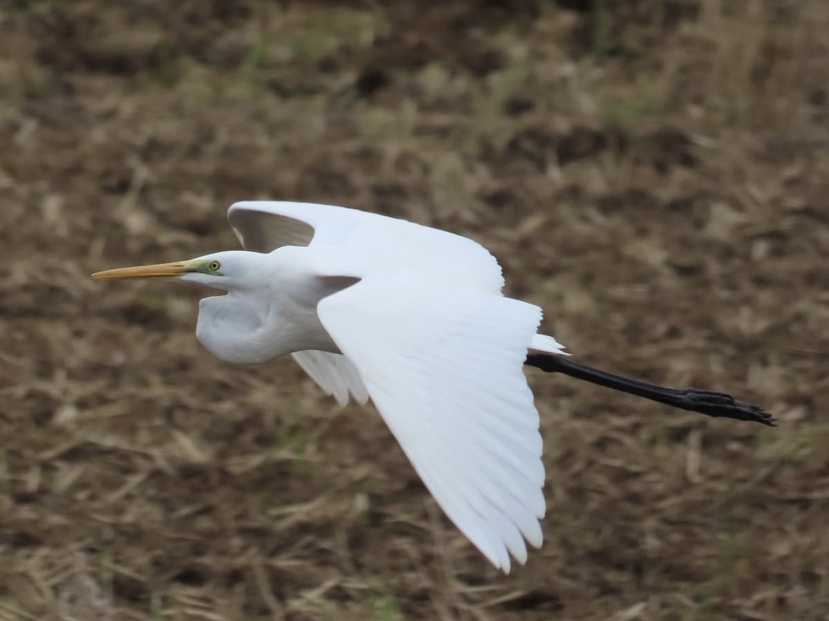 Silberreiher - ML647806530