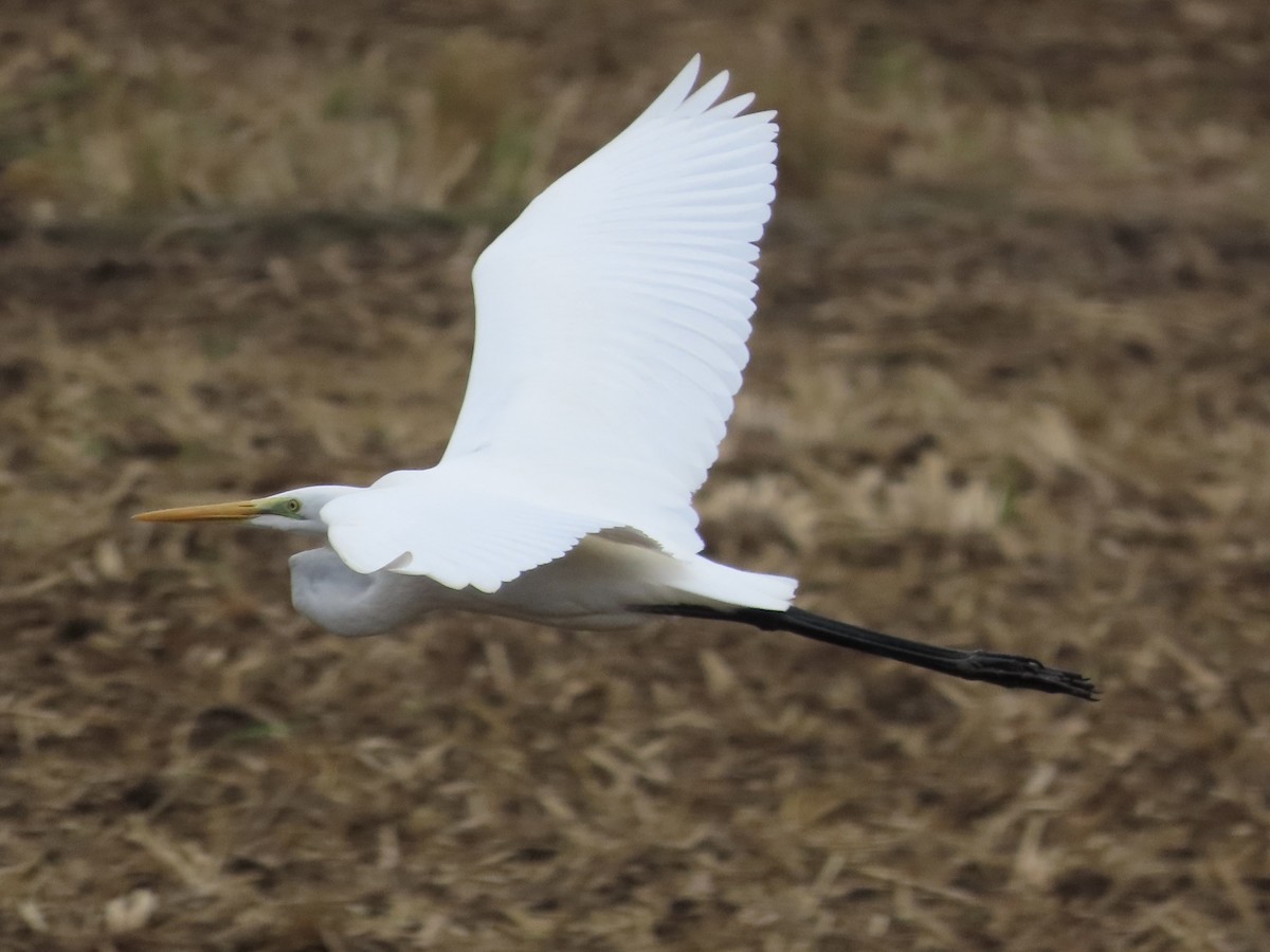 Silberreiher - ML647806531