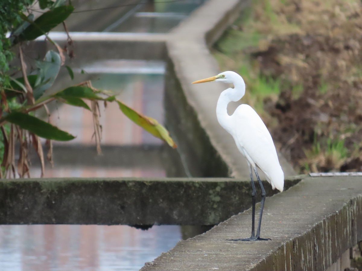 Silberreiher - ML647806532