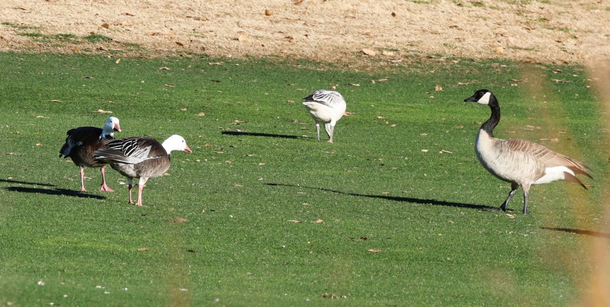 Schneegans - ML647806533