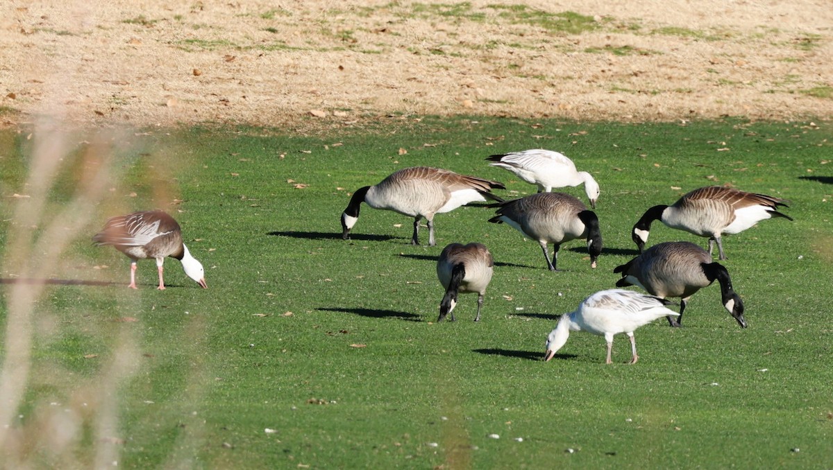 Schneegans - ML647806534