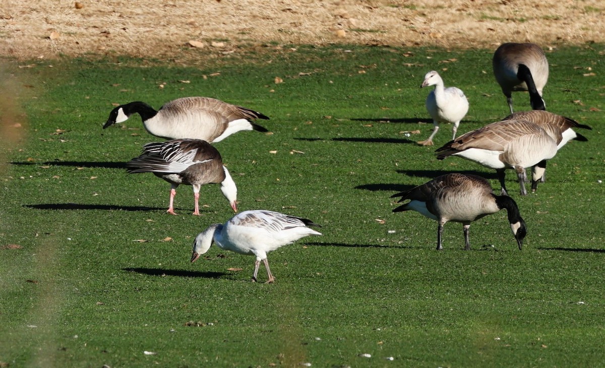 Schneegans - ML647806535