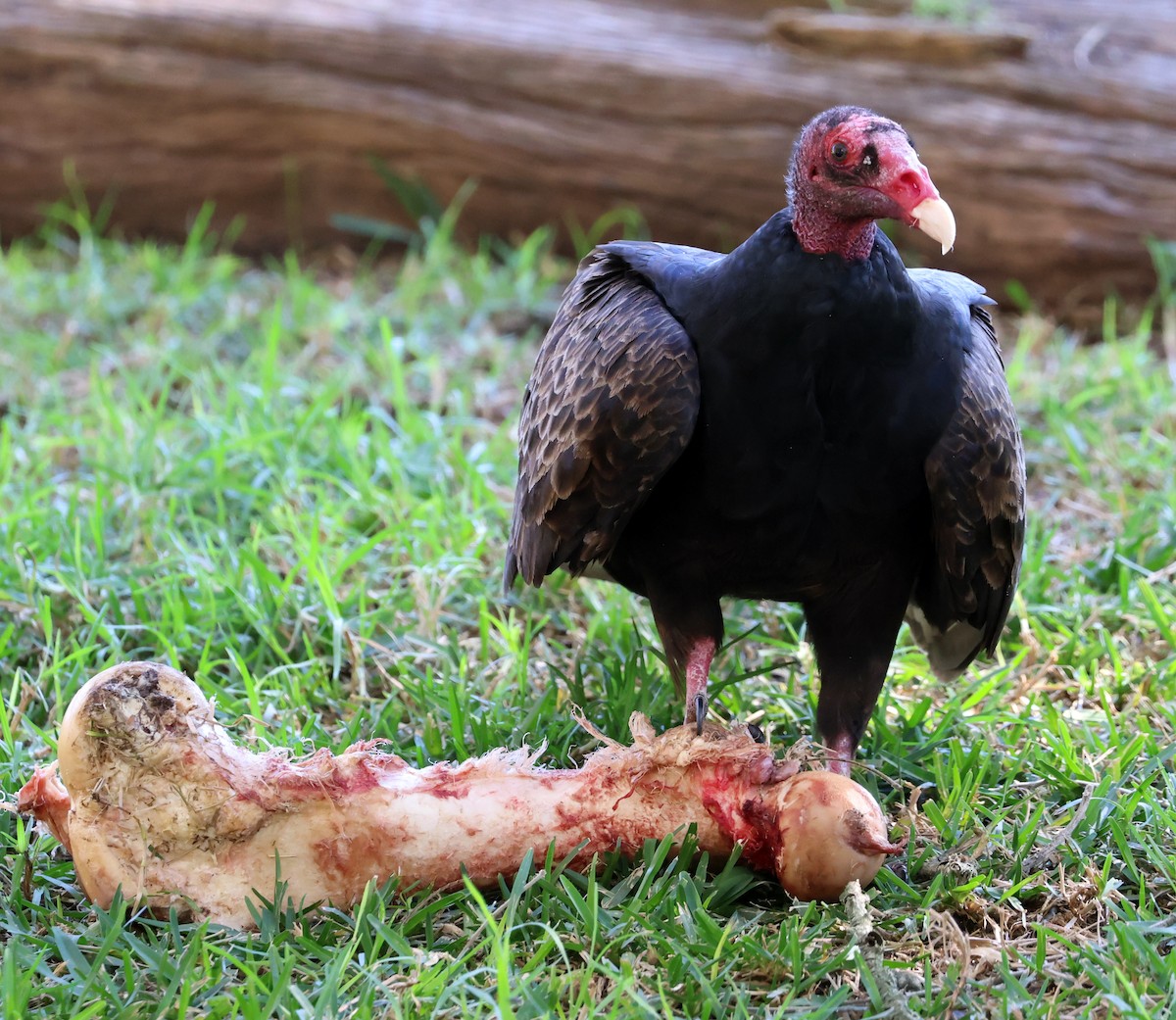 Truthahngeier - ML647806536