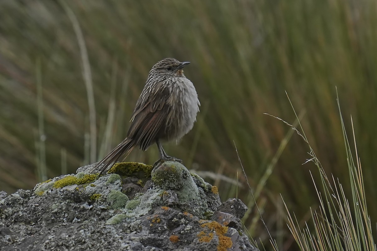 Braunschwanzcanastero - ML647806537