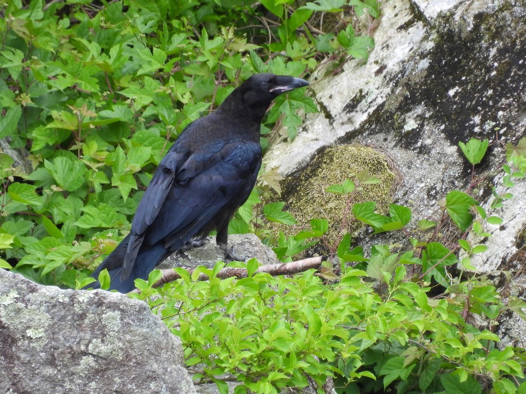 Kolkrabe - ML647806538