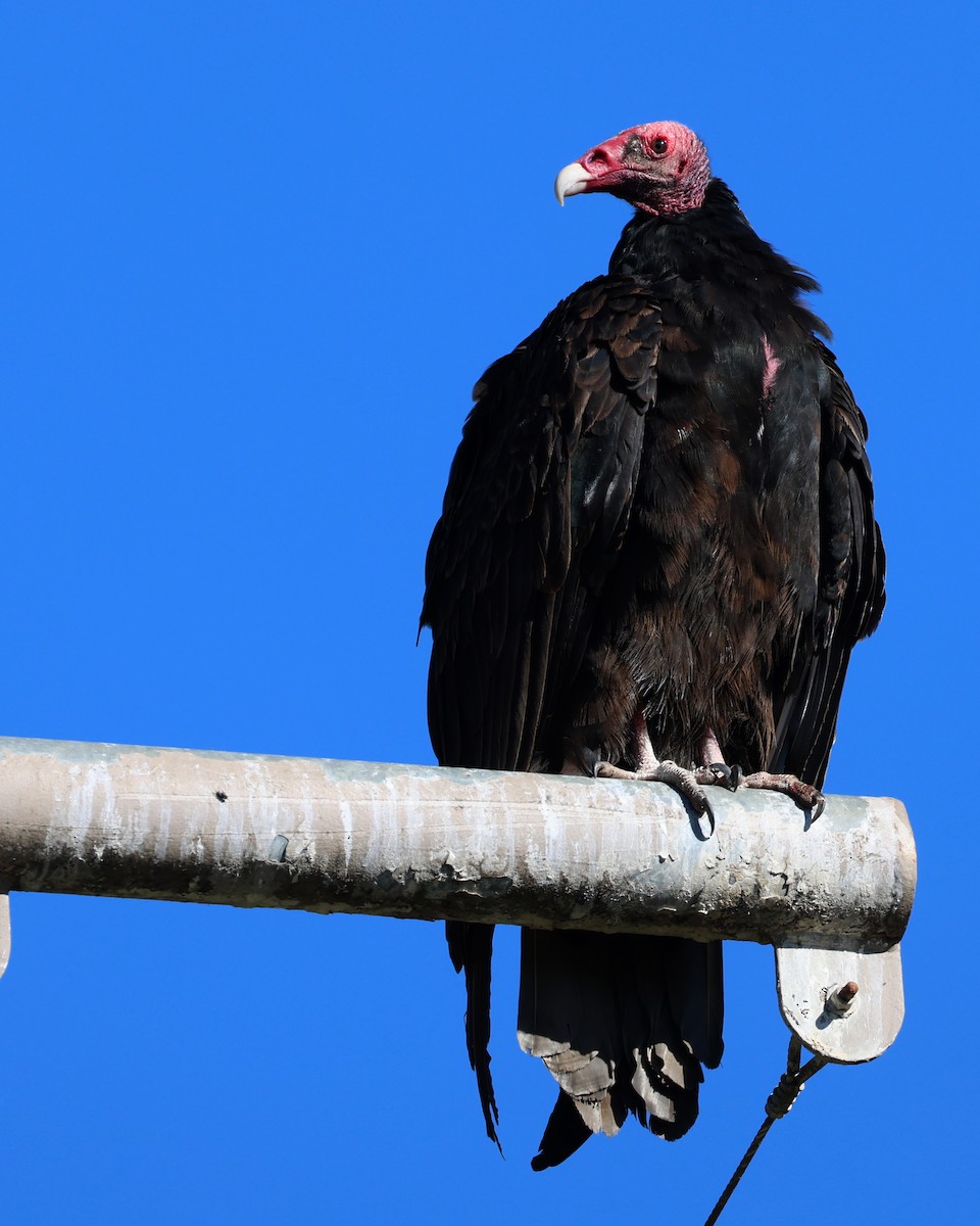 Truthahngeier - ML647806539