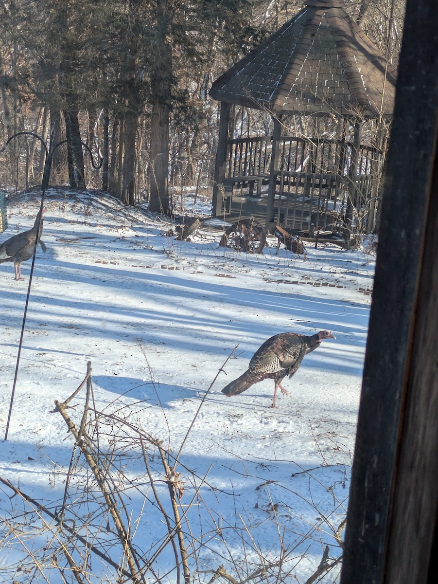 Truthuhn - ML647806540