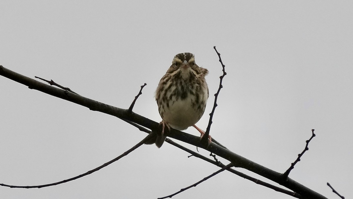 Grasammer - ML647806541