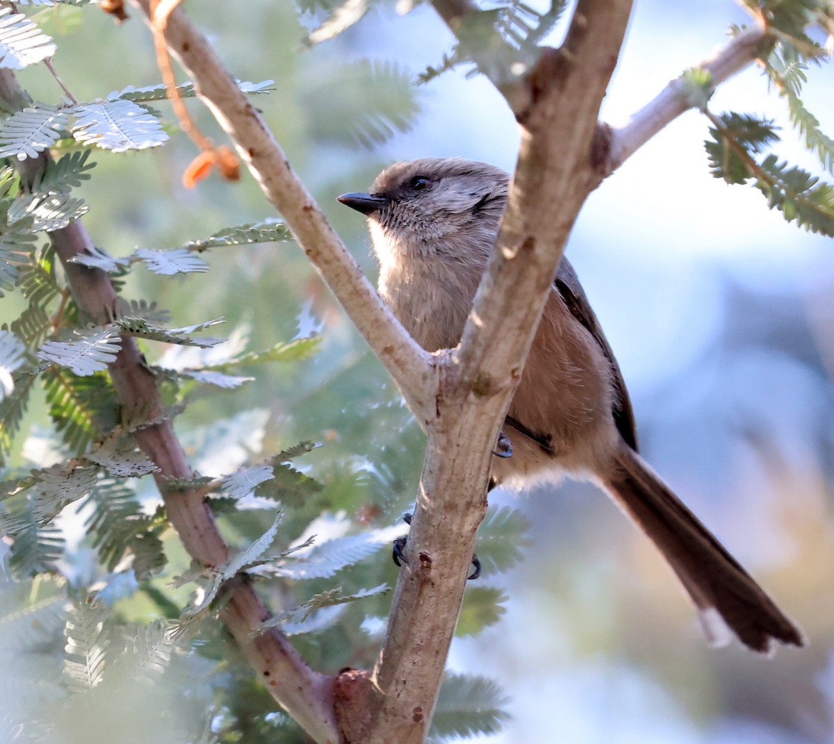 Buschschwanzmeise - ML647806542