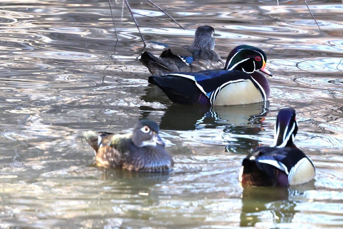 Brautente - ML647806543