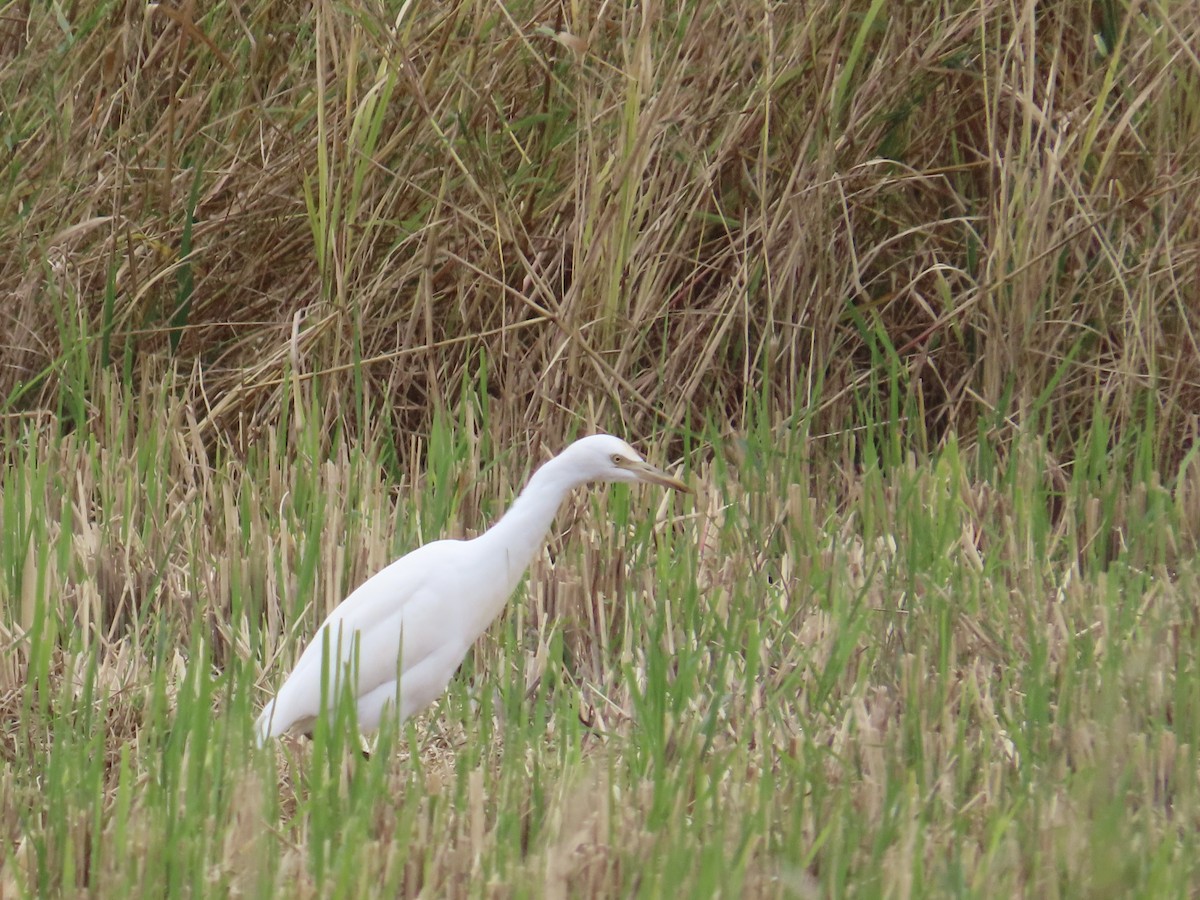 Koromandelkuhreiher - ML647806544