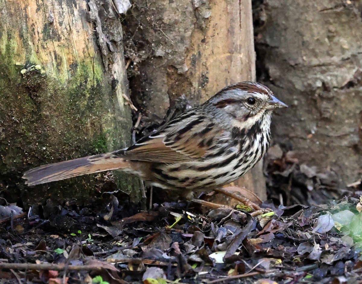 Singammer - ML647806545