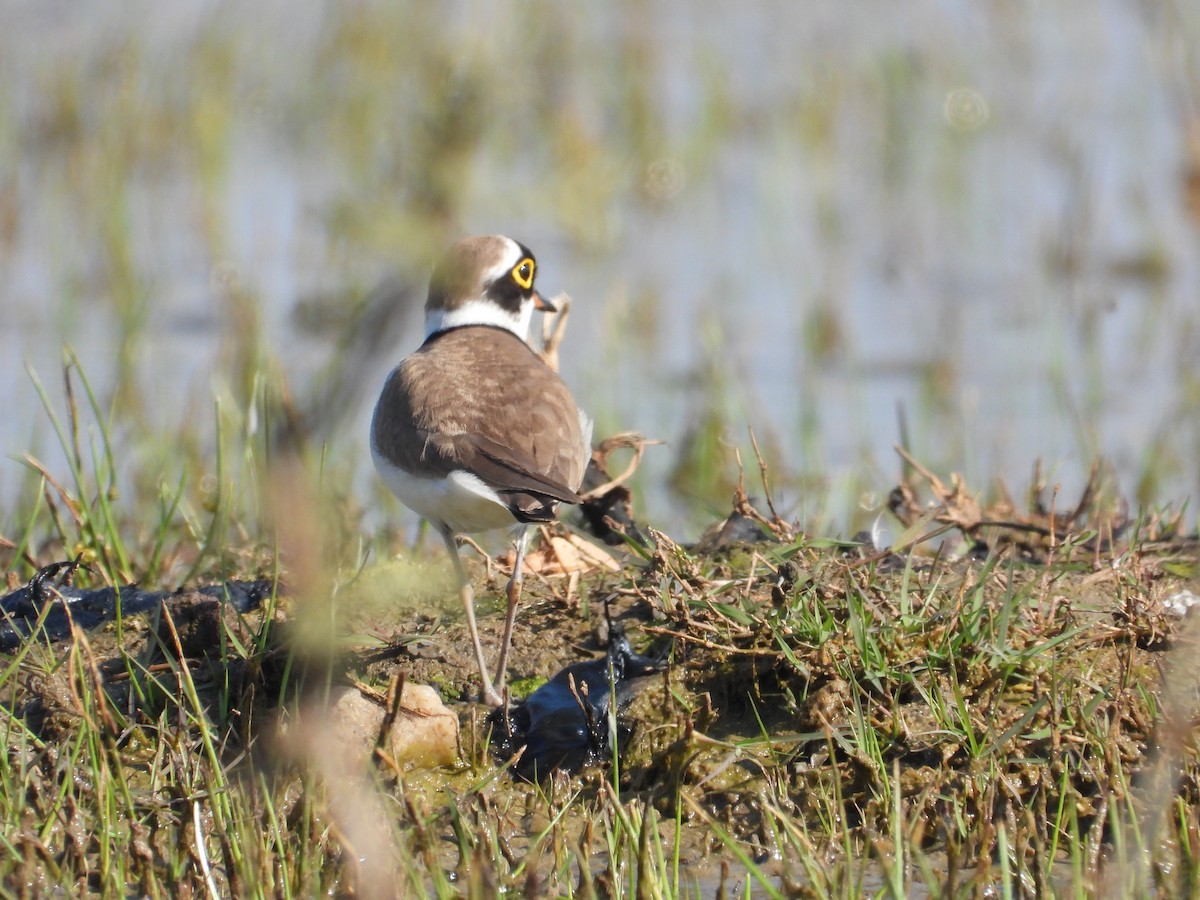 Flussregenpfeifer - ML647806546
