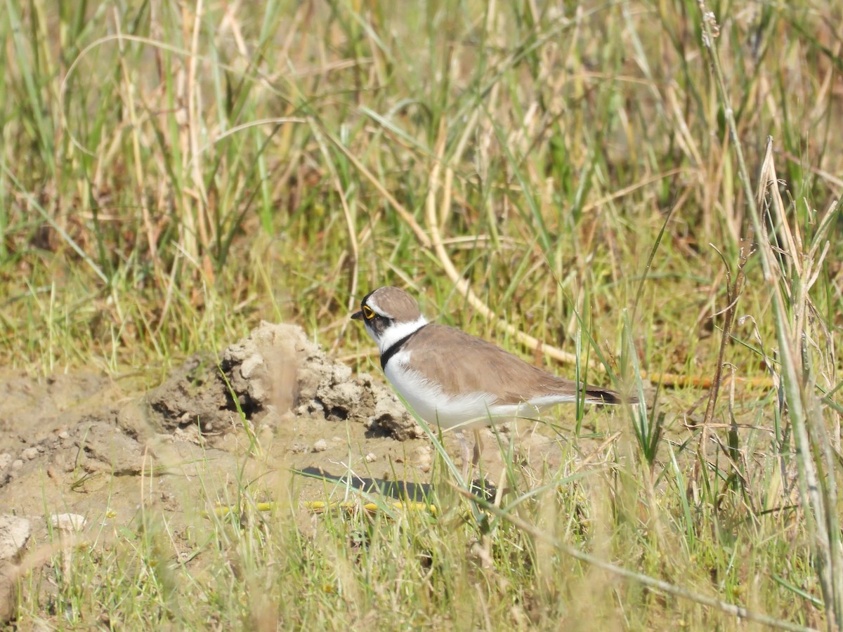 Flussregenpfeifer - ML647806547