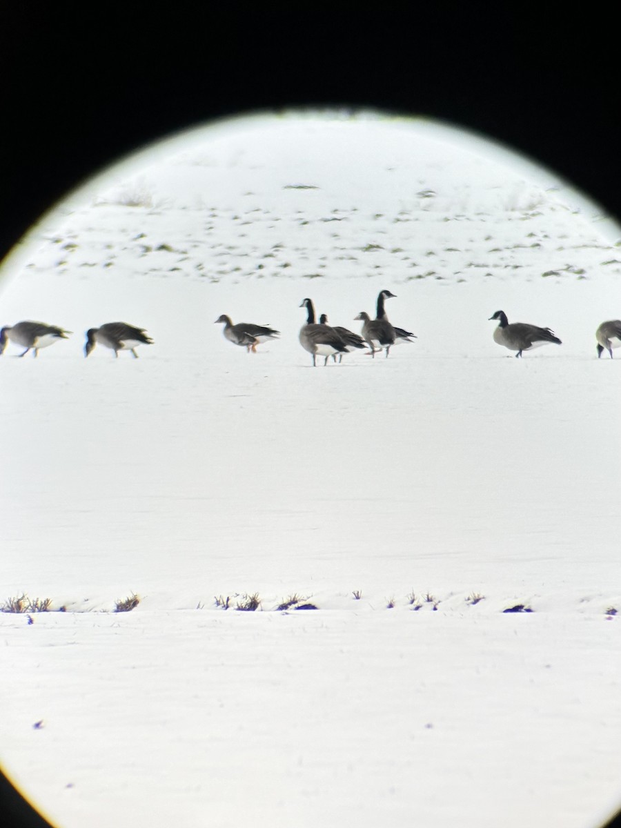 Blässgans - ML647806548