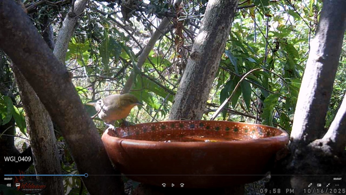 Schwarzmanteltrupial - ML647806549