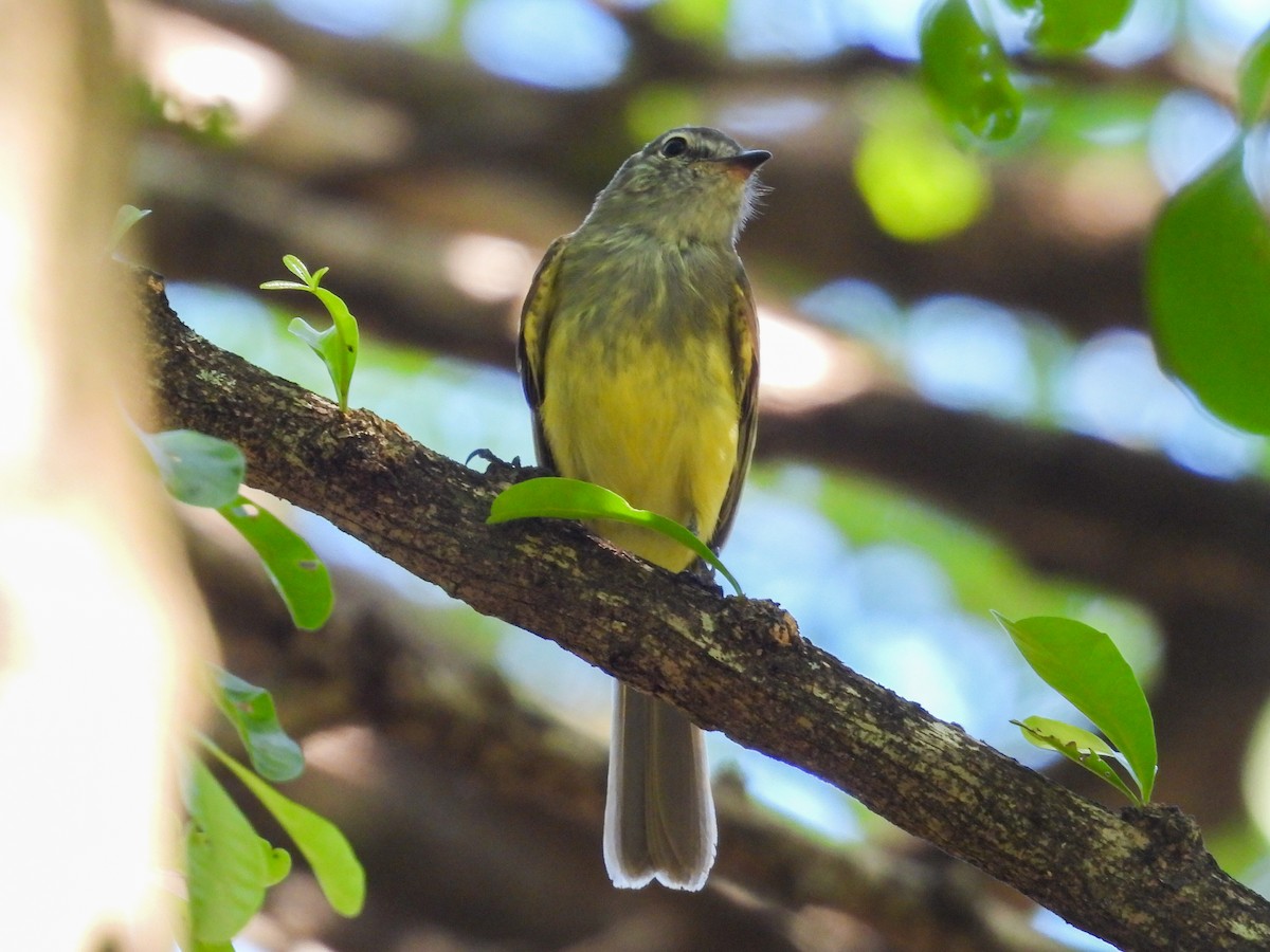 Grünolivtyrann - ML647806550