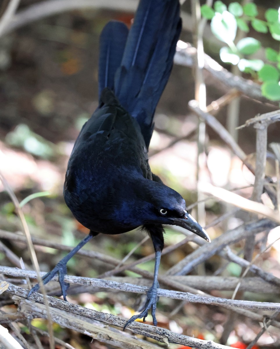 Großschwanzgrackel - ML647806551