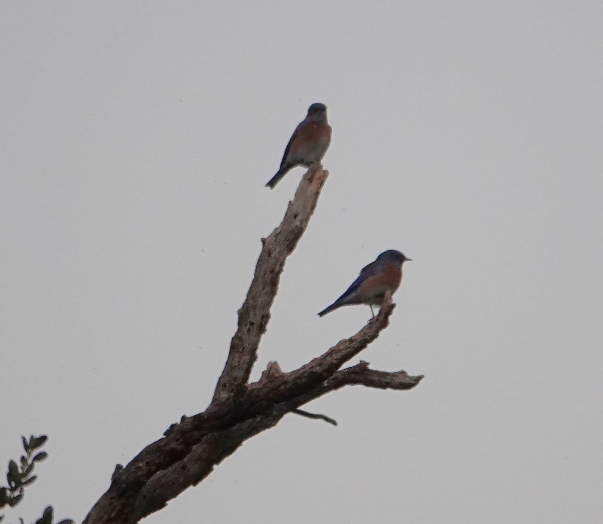 Blaukehl-Hüttensänger - ML647806552